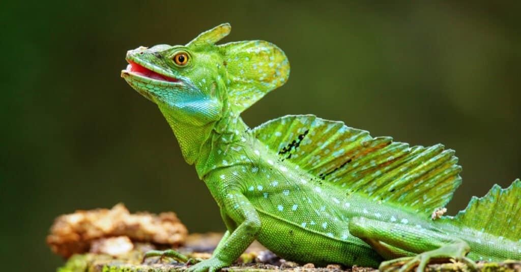 Male plumed basilisk (Basiliscus plumifrons) sitting on a stump, Costa Rica.