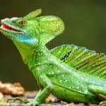 Basilisk lizards