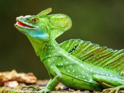A Basilisk Lizard