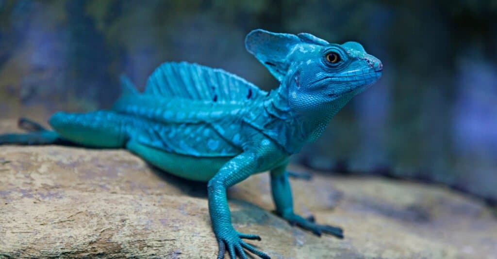 Colorful blue lizard lizard in a terrarium. Basilisk lizards come in a variety of fun colors.