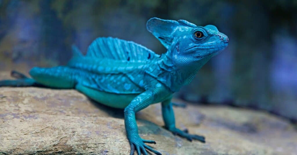 green basilisk lizard running on water