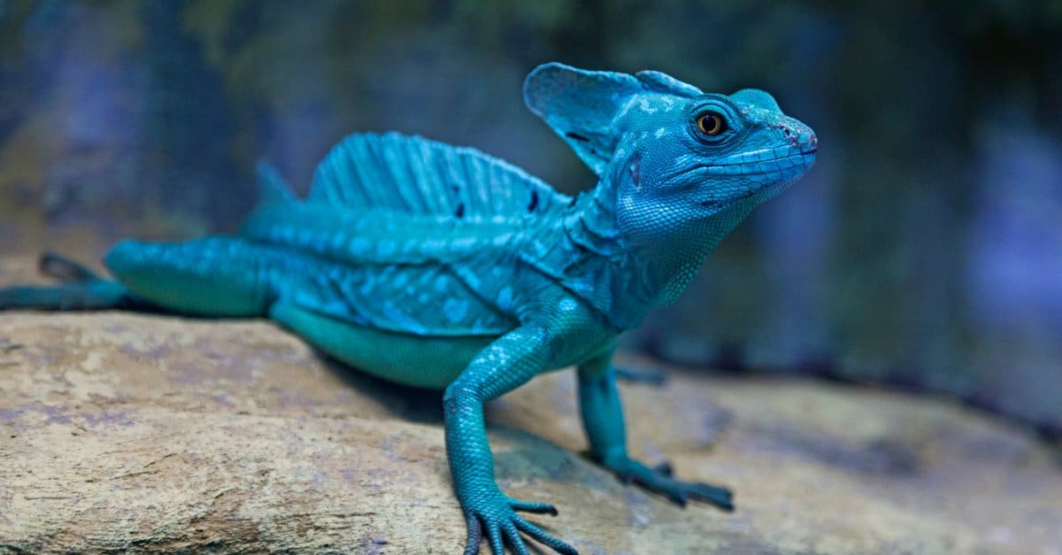 blue basilisk lizard