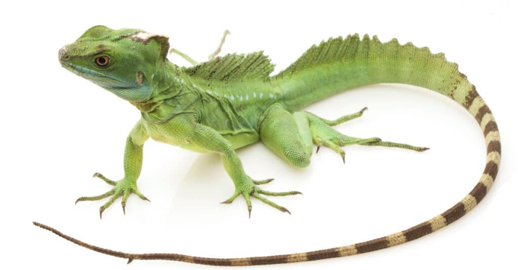 Green basilisk lizard (Basiliscus plumifrons) isolated on white background.