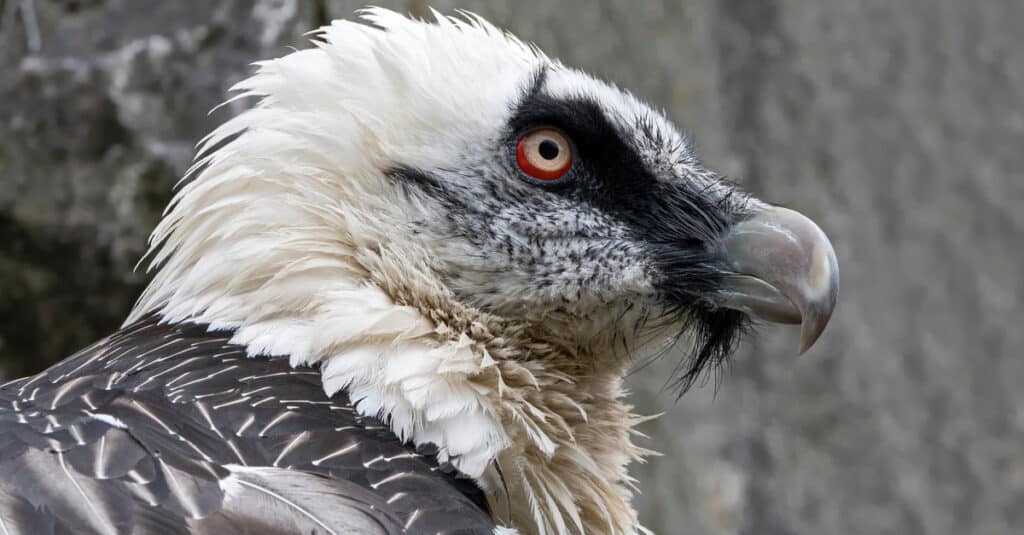 Bearded vulture closeup