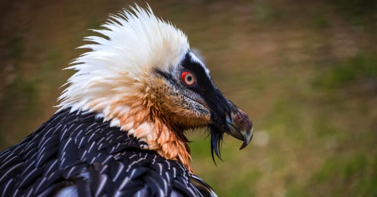 bearded vulture side profile closeup