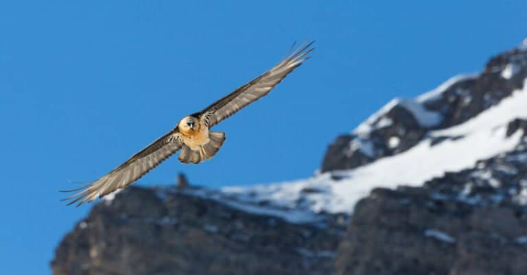 bearded vulture flying with wings out