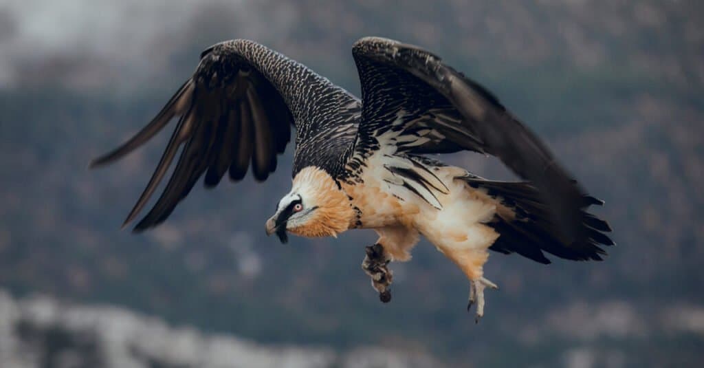 bald eagles and bald eagles