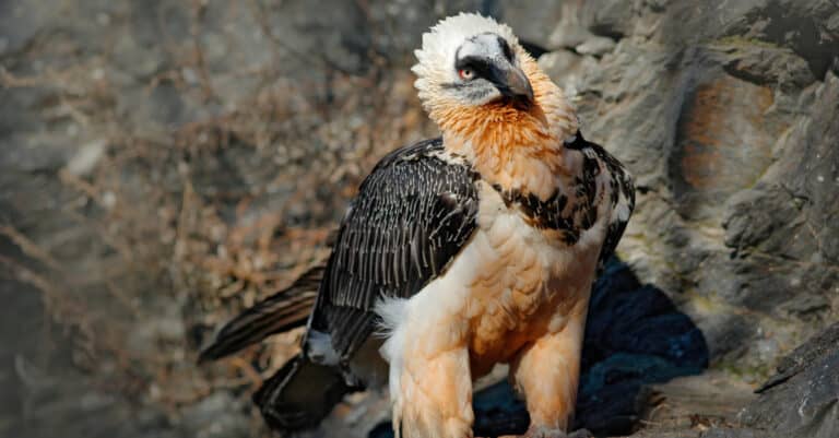 Bearded Vulture on rocks