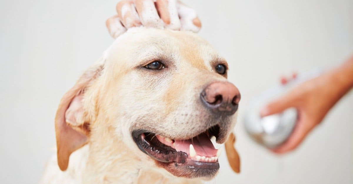 Best Oatmeal Dog Shampoos