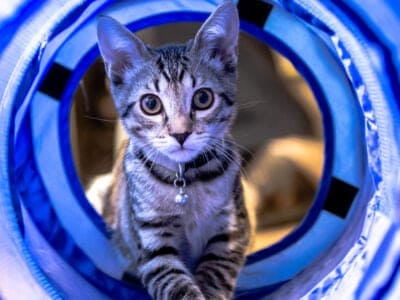 A The Best Cat Tunnel for 2022—Reviewed and Ranked
