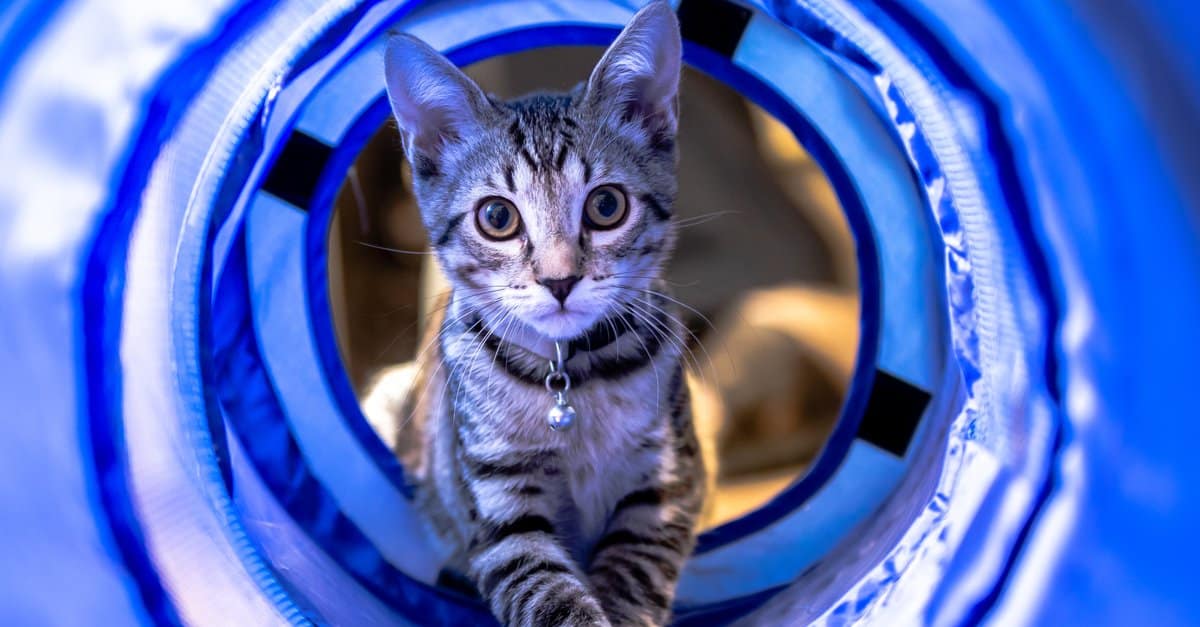 Cat Tunnel Cat Canal Tienda S-Type Cat Tunnel Cat Toy Cat Tunnel Pet Supplies Pet Interactive Fun Roller Tunnel Tube Ocultar Buscar Ejercicio Educativo para Gato Blue 