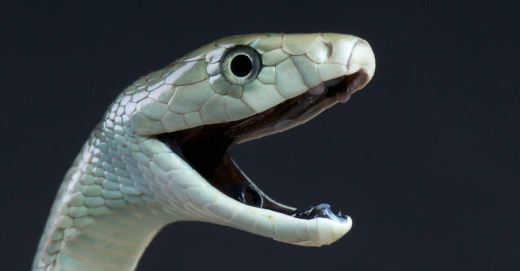 Black mambas are rarely black, and they're actually named for the inside of their mouth.