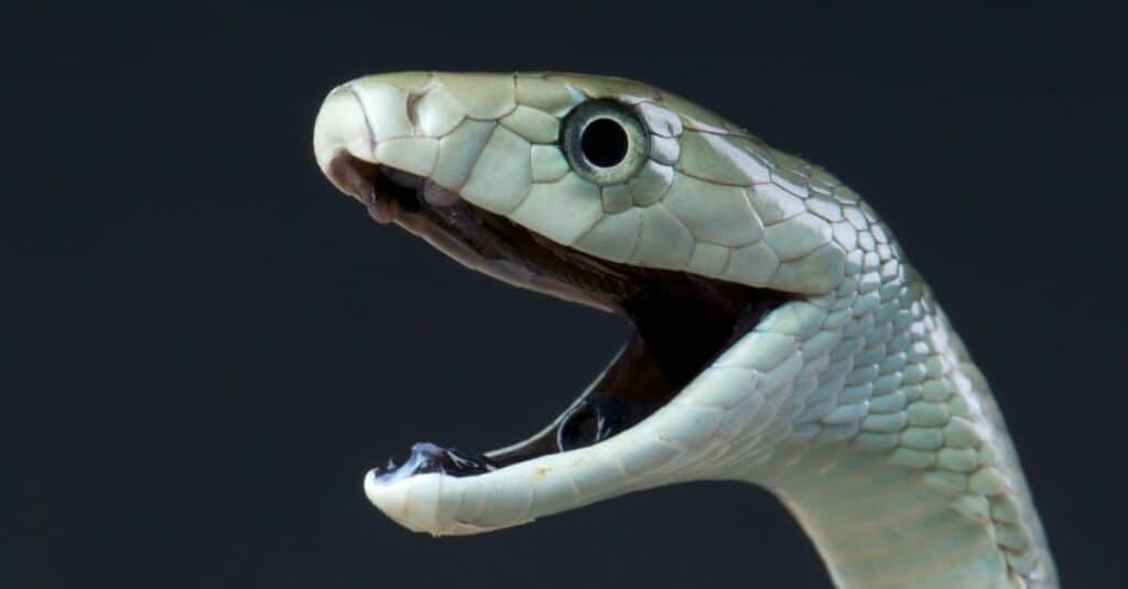 Black mambas are rarely black, and they're actually named for the inside of their mouth.