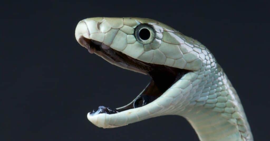 black mamba attack human