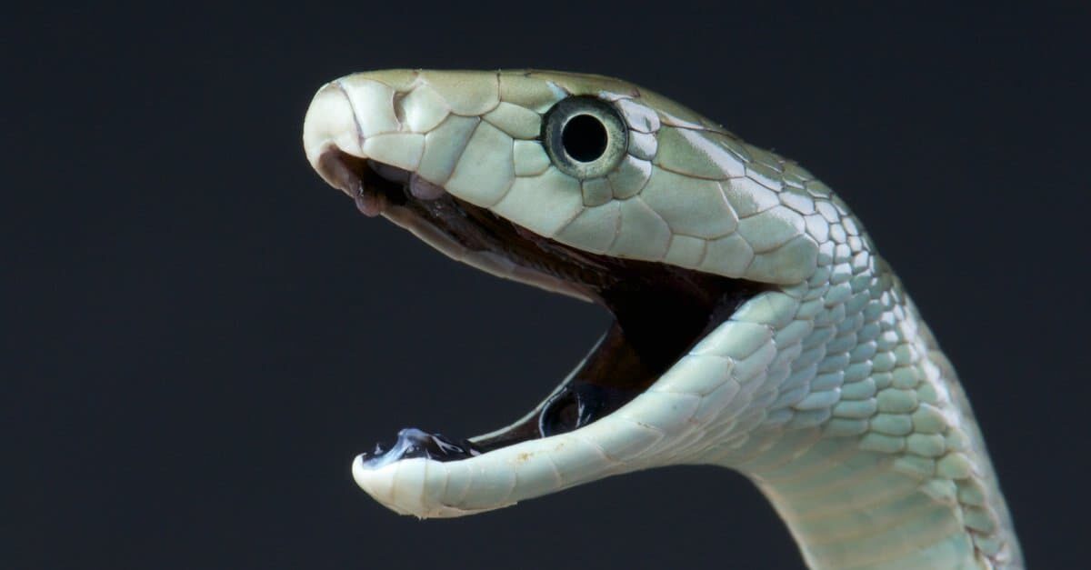 blue mamba snake