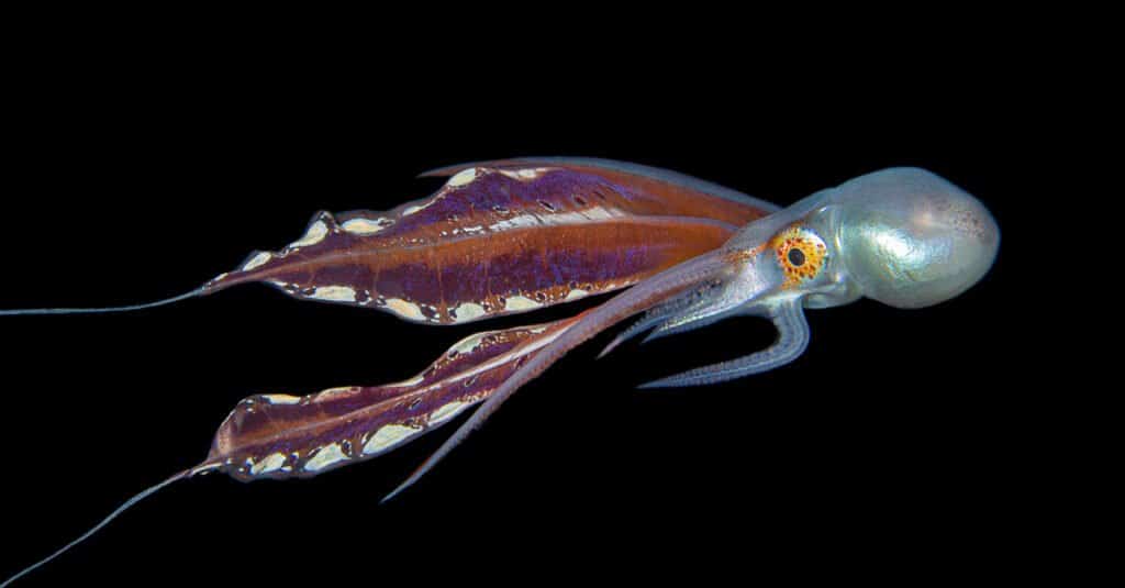 Couverture Octopus femelle plongée.  Les paires de poulpes en couverture font partie des couples les plus étranges du monde sous-marin, la femelle pesant 40 000 fois plus que le mâle.