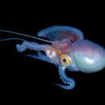 Blanket octopus