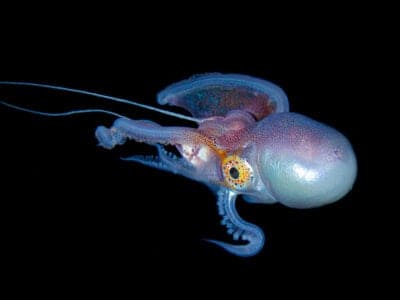 A Blanket Octopus