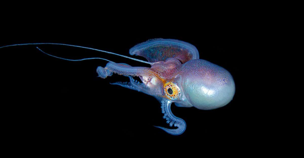 The blanket octopus actually uses the blanket for defense.