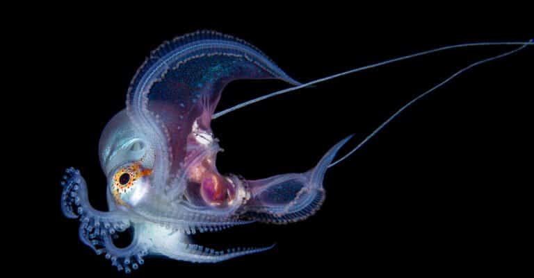 Through sexual selection, the characteristics of a larger female and smaller male have evolved so dramatically that the male blanket octopuses are considered to be dwarf animals.