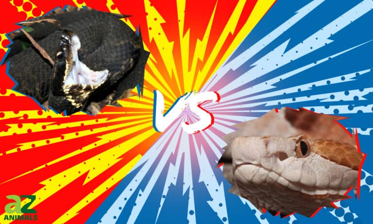 Cottonmouth vs Copperhead