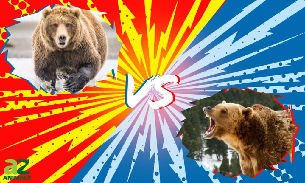 Kodiak vs Grizzly