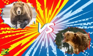Kodiak vs Grizzly: What’s the Difference? Picture