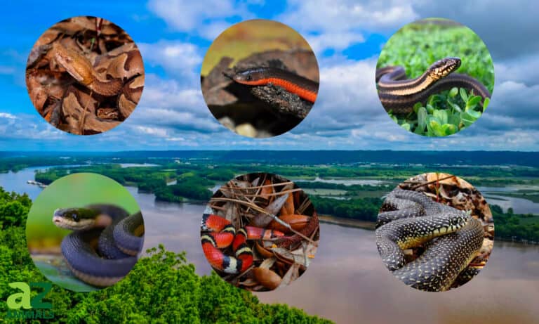 Snakes in Mississippi