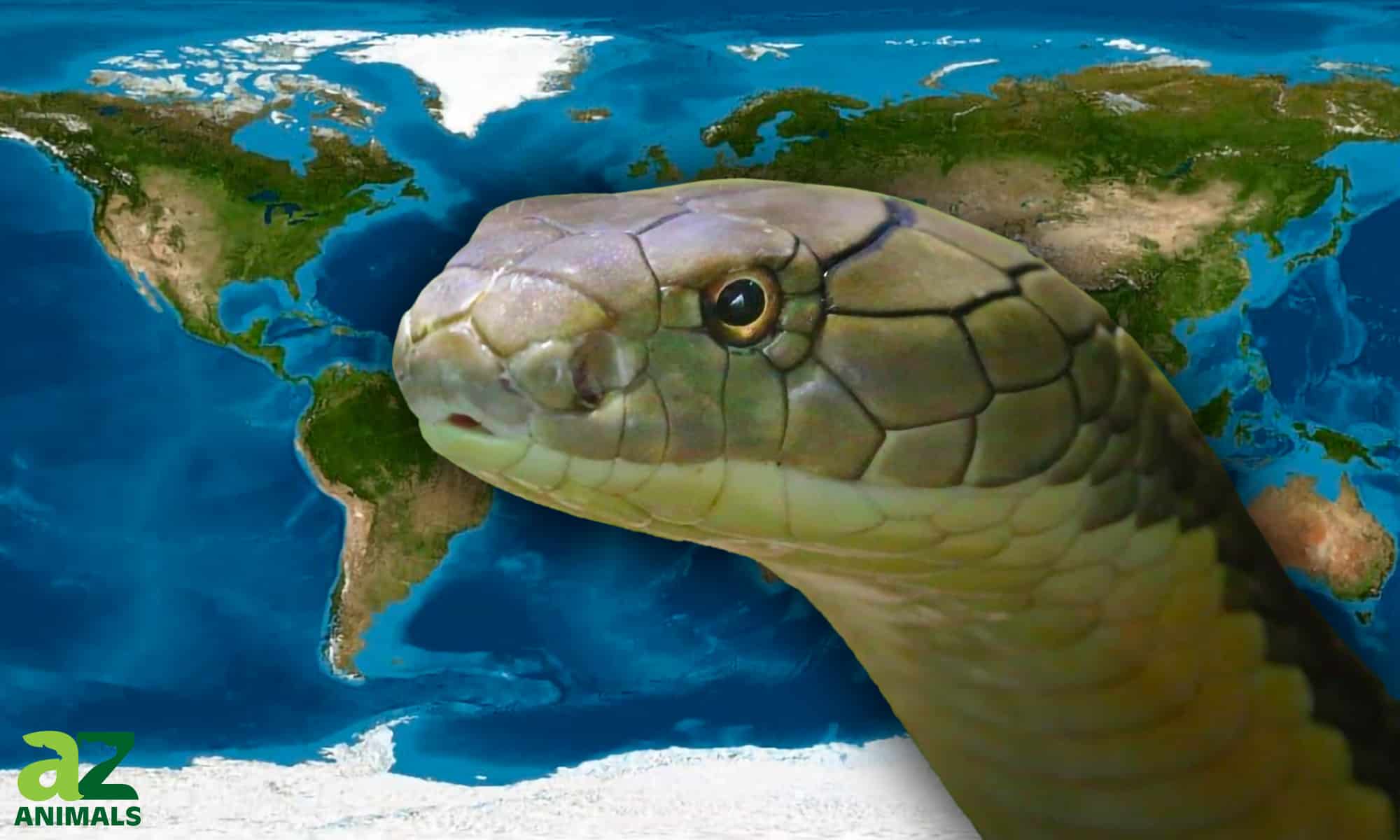 How Big is the Biggest King Cobra in the World?