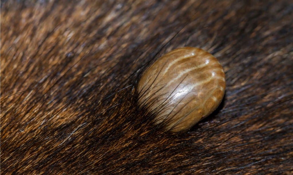 Brown dog tick feeding (Rhipicephalus sanguineus). Brown dog ticks are arthropods that survive on the blood meal.