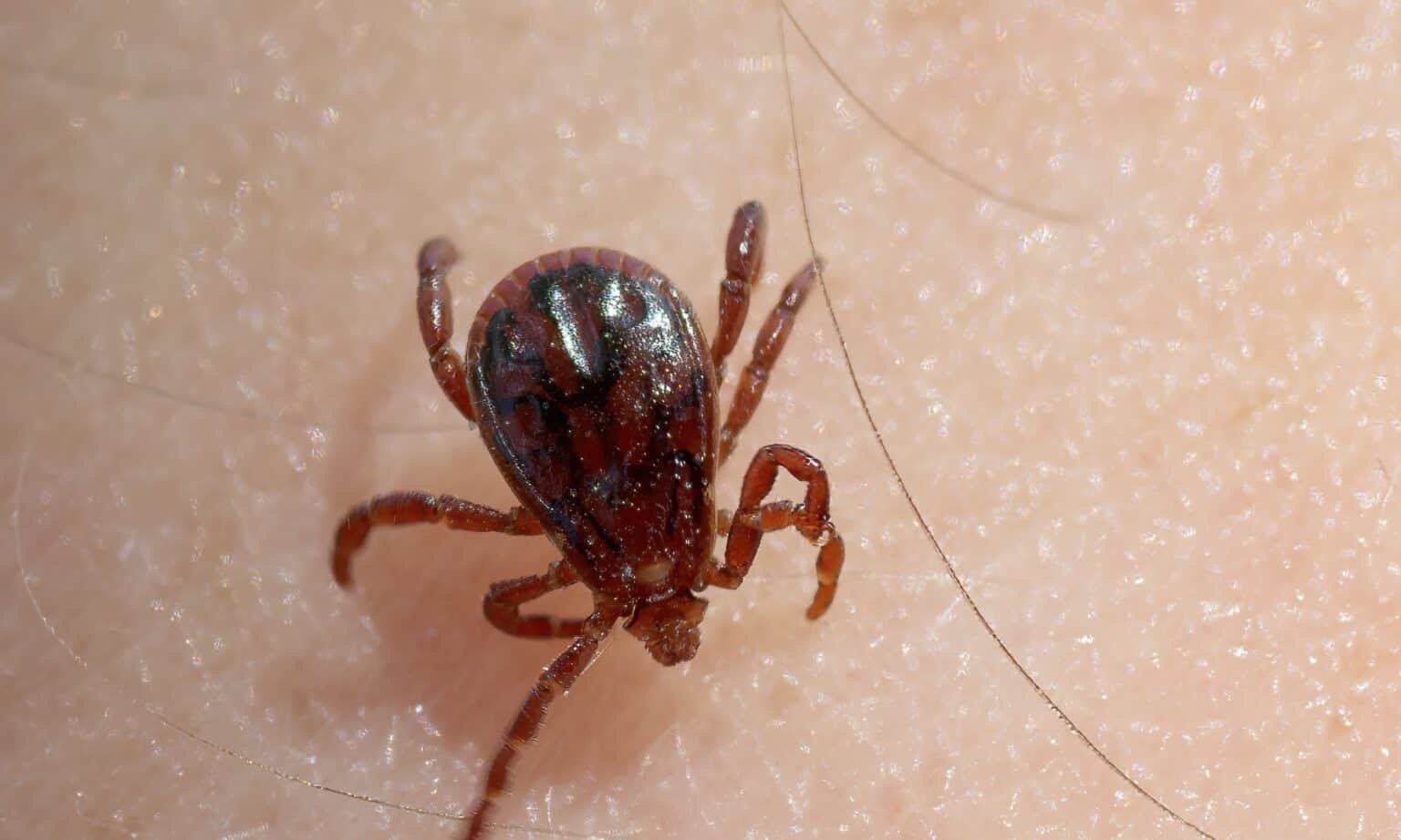 How Long Can Ticks Live Without a Host? AZ Animals