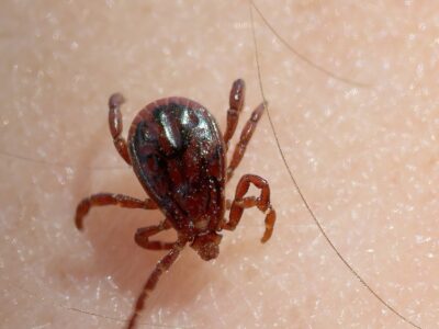 A Brown Dog Tick