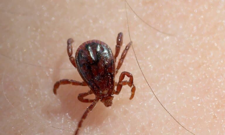 Close-up of brown dog tick crawling on human skin.