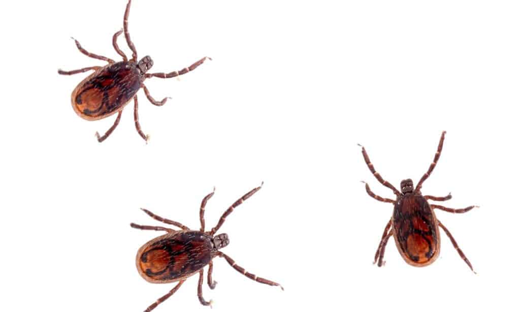 The brown dog tick, Rhipicephalus sanguineus isolated on white background.