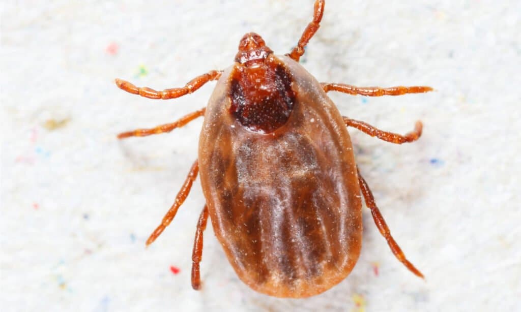 Close up female rhipicephalus sanguineus on recycle paper. They get their common name from its overall reddish brown color.