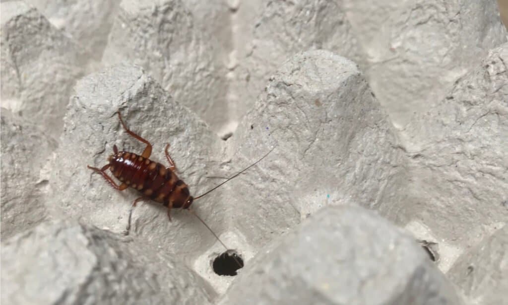 Brown-banded Cockroach on egg box