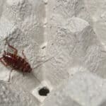Brown-banded cockroach