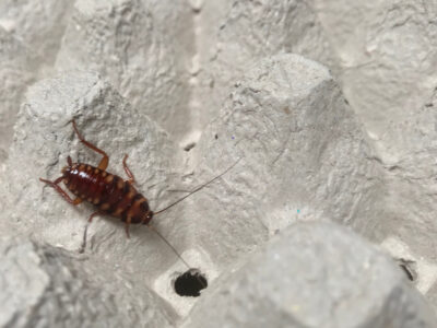 A Brown-banded Cockroach