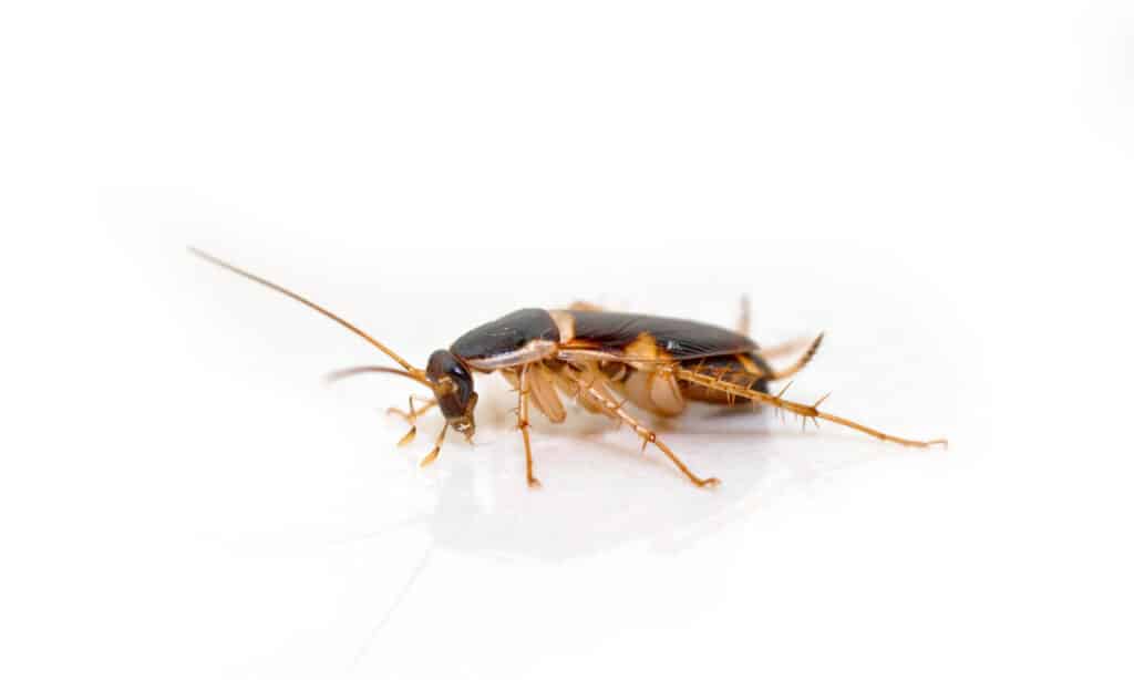 ๋Juvenile brown banded cockroach isolated on white floor.