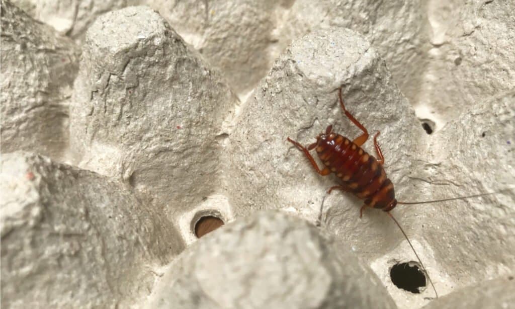 Brown-banded Cockroach on box