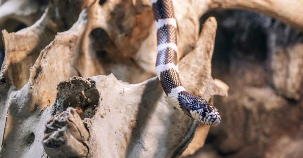 black snake with yellow stripe on head