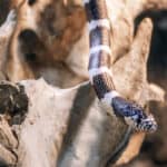 California King Snakes live in cliff areas, wetlands, and grassland areas of California.