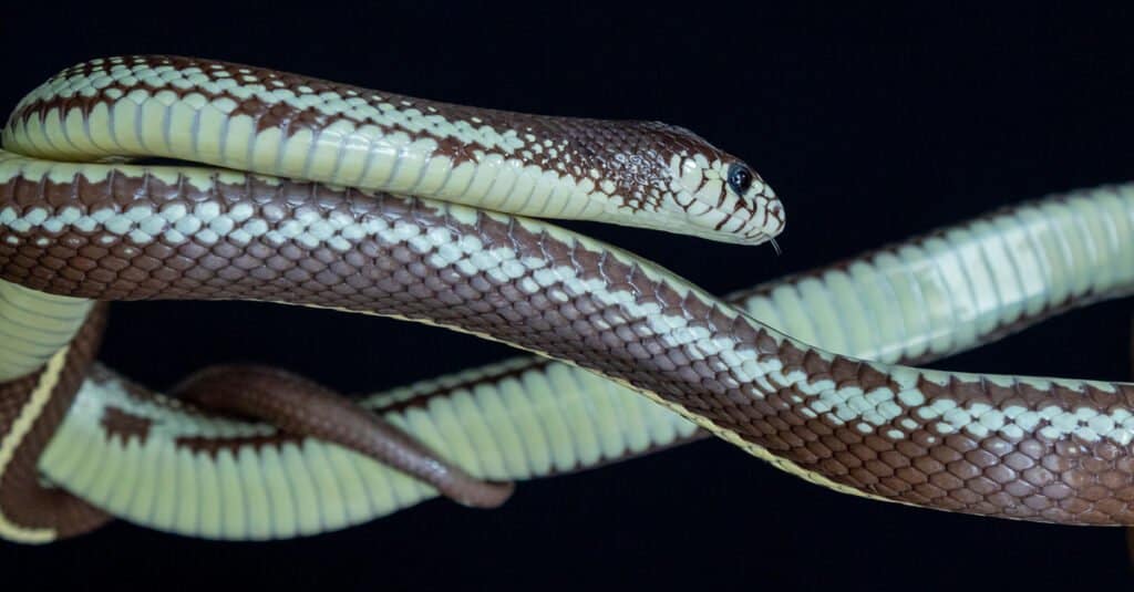 green and brown california king snake