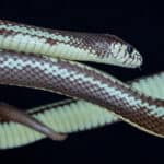 The California kingsnake (Lampropeltis californiae) is a nonvenomous snake.
