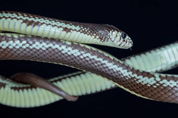 The California kingsnake (Lampropeltis californiae) is a nonvenomous snake.