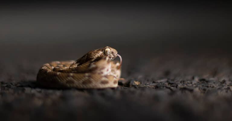 A juvenile Carpet viper lying coiled.
