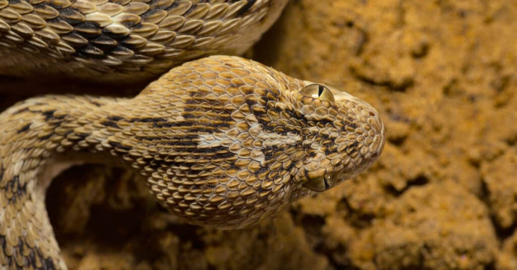 saw-scaled viper bite