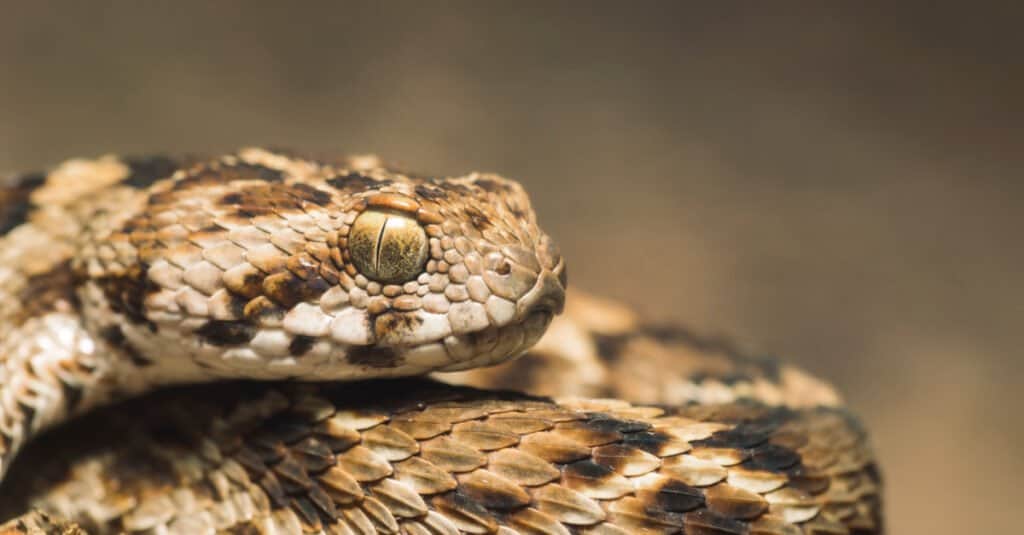 saw-scaled viper bite