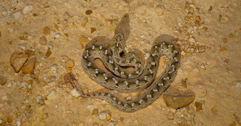 Sochurek's Carpet Viper, in the Desert National Park. They are not large snakes, and even the largest species, such as the white-bellied carpet viper don’t grow more than 3 feet in length.