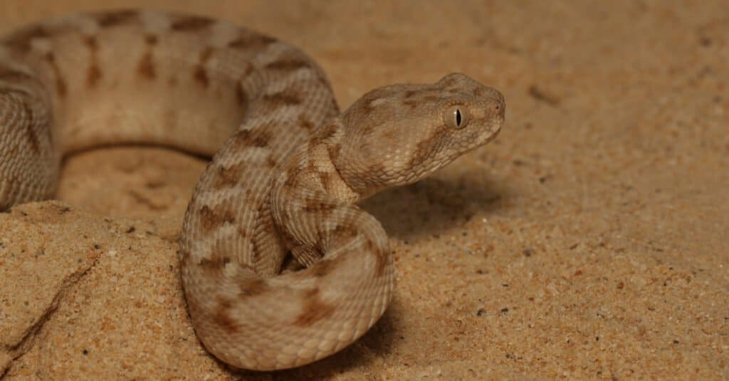 saw-scaled viper bite